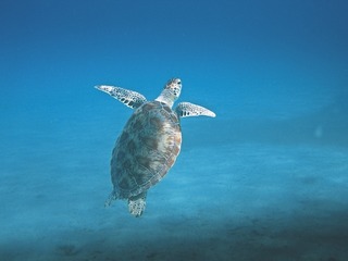 turtle-601286_640.jpg